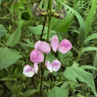 Lablab purpureus (L.) Sweet